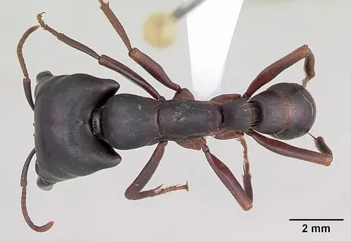 Dorylus emeryi - CASENT0172655