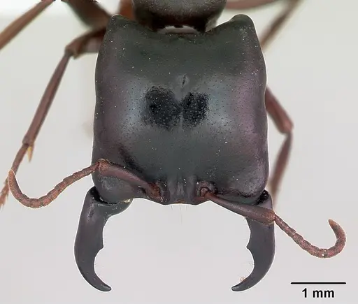 Dorylus emeryi - CASENT0172655