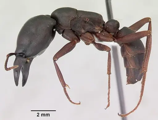 Dorylus emeryi - CASENT0172655