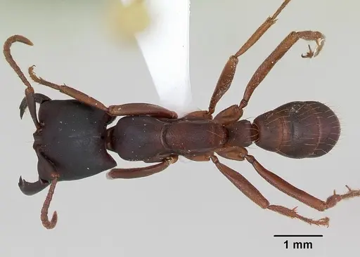 Dorylus emeryi - CASENT0172656