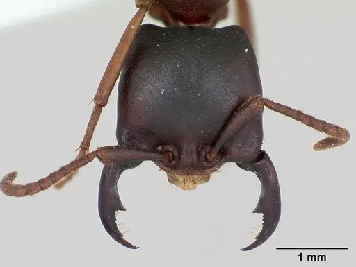 Dorylus emeryi - CASENT0172656