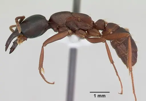 Dorylus emeryi - CASENT0172656