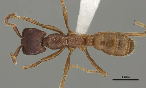 Dorylus emeryi - CASENT0235165