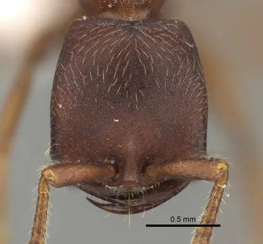 Dorylus emeryi - CASENT0235165