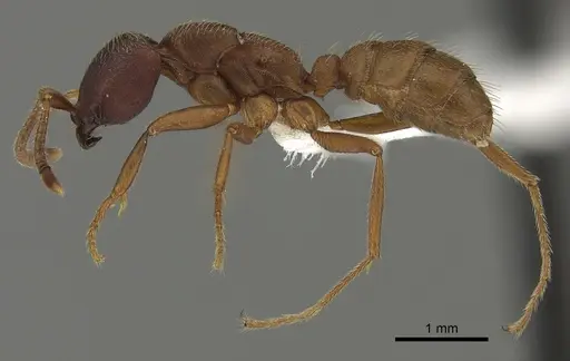 Dorylus emeryi - CASENT0235165