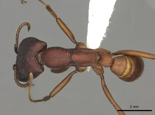 Dorylus emeryi - CASENT0235166