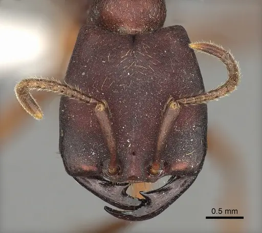 Dorylus emeryi - CASENT0235166