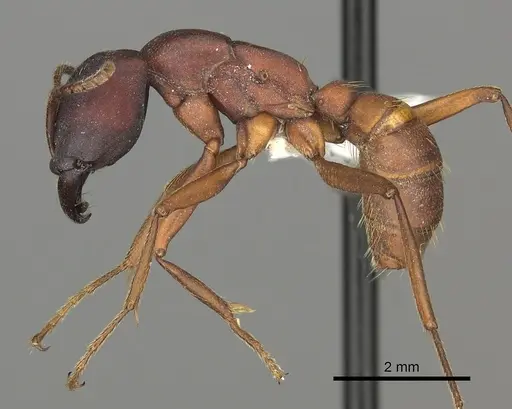 Dorylus emeryi - CASENT0235166