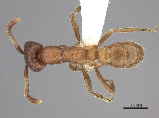 Dorylus emeryi - CASENT0235167