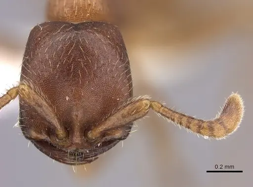 Dorylus emeryi - CASENT0235167