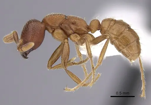 Dorylus emeryi - CASENT0235167