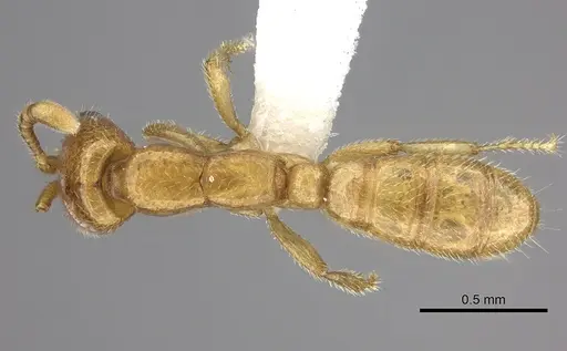 Dorylus emeryi - CASENT0235168