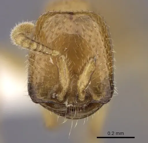 Dorylus emeryi - CASENT0235168