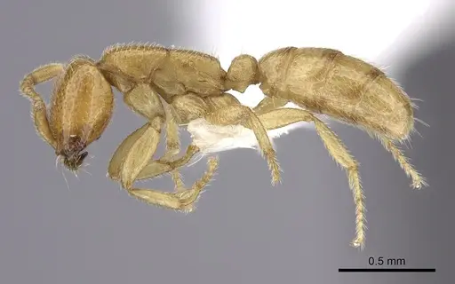 Dorylus emeryi - CASENT0235168