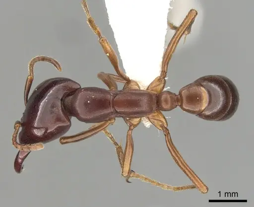 Dorylus emeryi - CASENT0249434