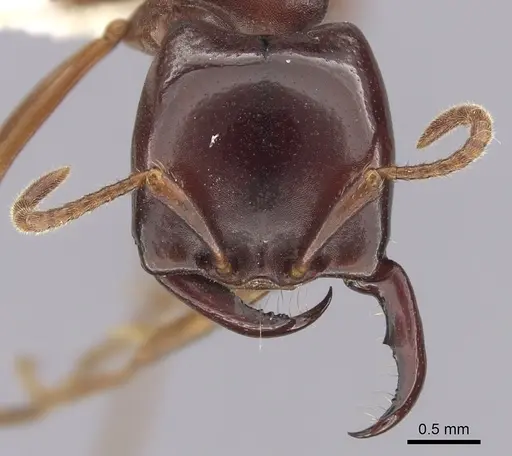 Dorylus emeryi - CASENT0249434