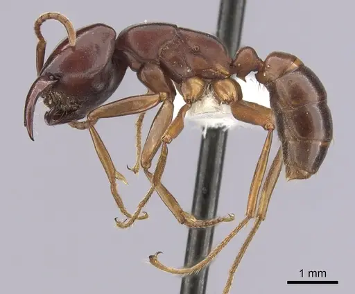 Dorylus emeryi - CASENT0249434