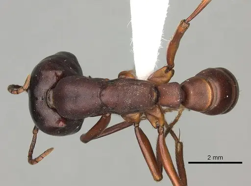 Dorylus emeryi - CASENT0408544