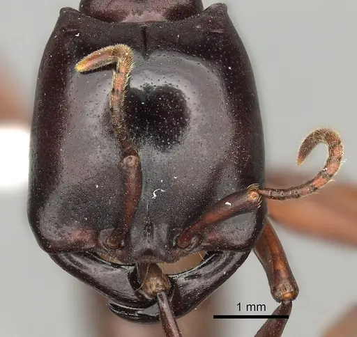 Dorylus emeryi - CASENT0408544