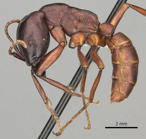 Dorylus emeryi - CASENT0408544