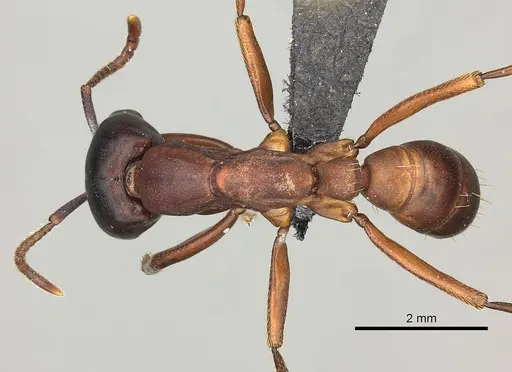 Dorylus emeryi - CASENT0408554