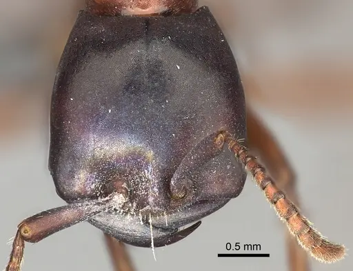 Dorylus emeryi - CASENT0408554