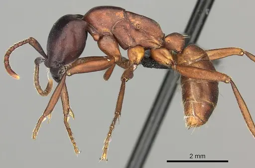 Dorylus emeryi - CASENT0408554