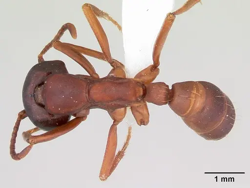 Dorylus emeryi - CASENT0415545