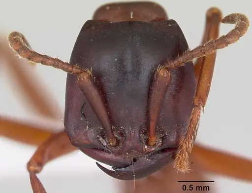 Dorylus emeryi - CASENT0415545