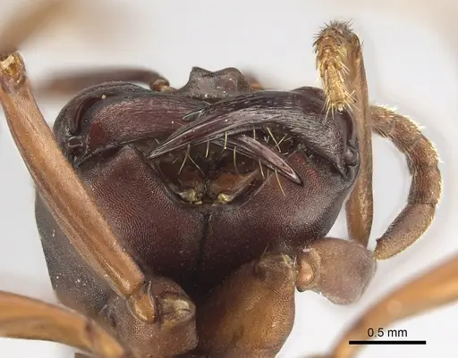 Dorylus emeryi - CASENT0415545