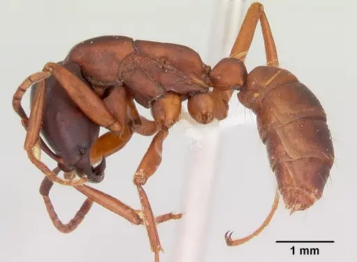 Dorylus emeryi - CASENT0415545