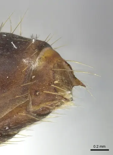 Dorylus emeryi - CASENT0415545