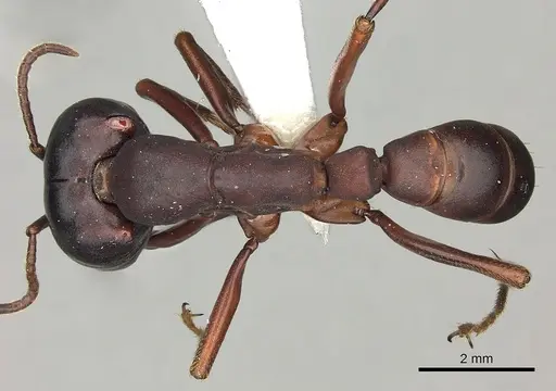 Dorylus emeryi - CASENT0415546