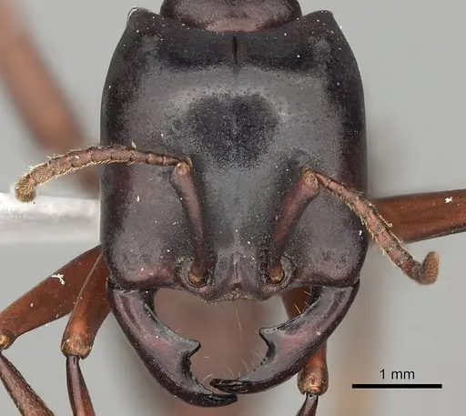 Dorylus emeryi - CASENT0415546