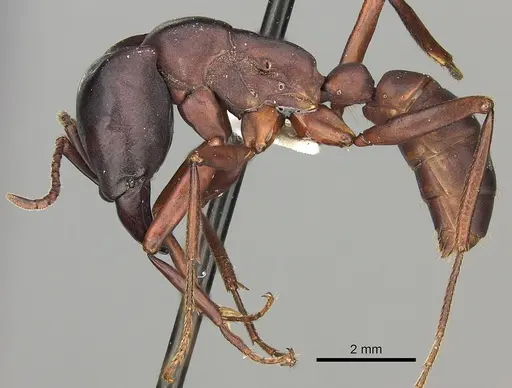 Dorylus emeryi - CASENT0415546