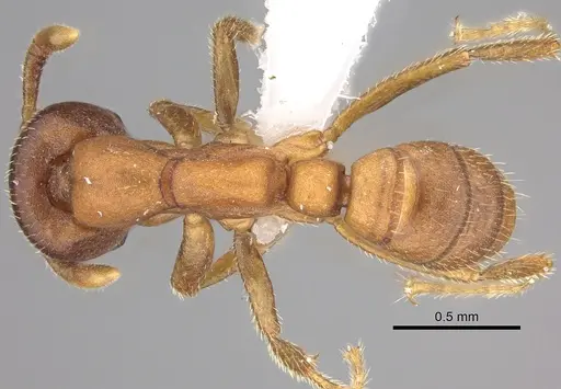 Dorylus emeryi - CASENT0415547