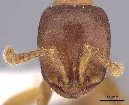 Dorylus emeryi - CASENT0415547