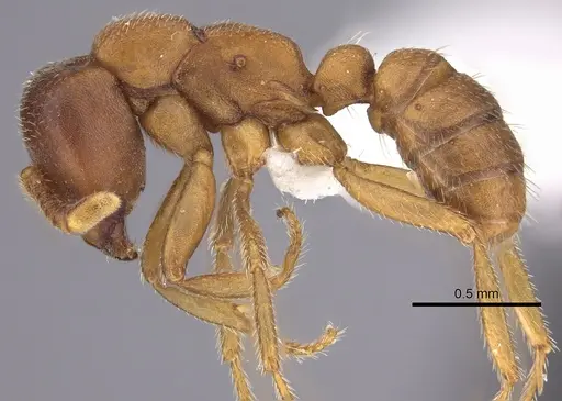 Dorylus emeryi - CASENT0415547