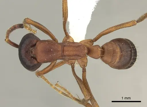 Dorylus emeryi - CASENT0415552