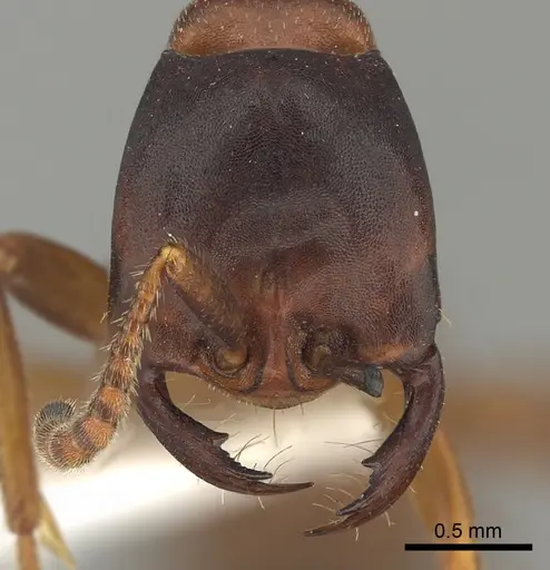 Dorylus emeryi - CASENT0415552