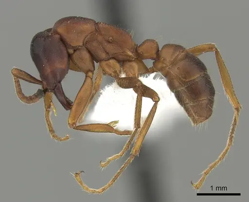 Dorylus emeryi - CASENT0415552