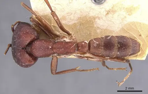 Dorylus emeryi - CASENT0905924