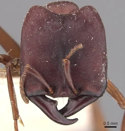 Dorylus emeryi - CASENT0905924