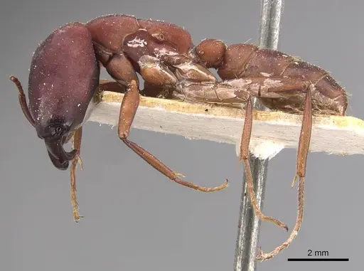 Dorylus emeryi - CASENT0905924