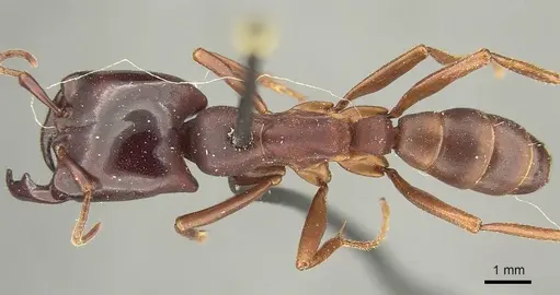 Dorylus emeryi - CASENT0915642