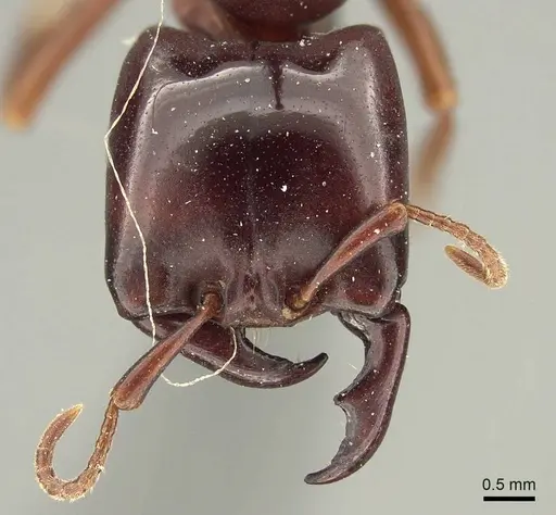 Dorylus emeryi - CASENT0915642