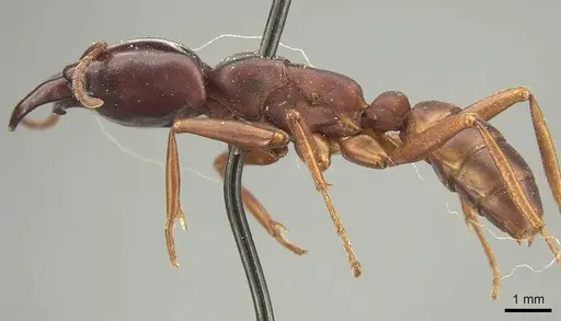 Dorylus emeryi - CASENT0915642