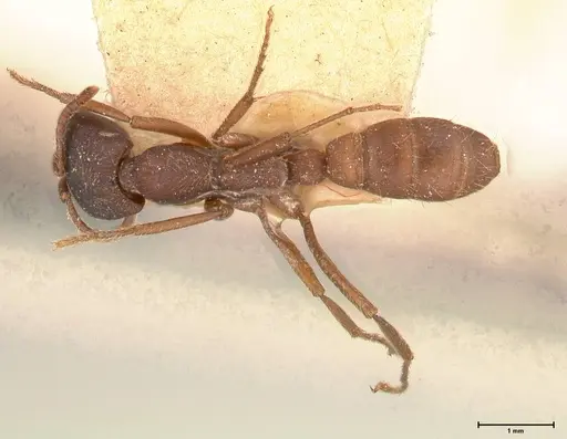 Dorylus emeryi - FOCOL0586-1