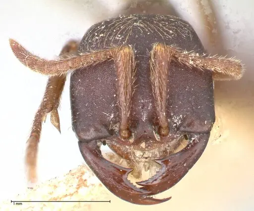 Dorylus emeryi - FOCOL0586-1