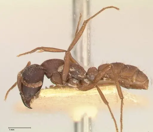 Dorylus emeryi - FOCOL0586-1